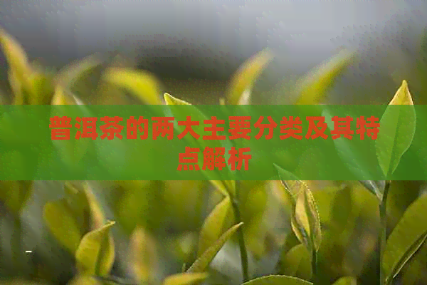 普洱茶的两大主要分类及其特点解析