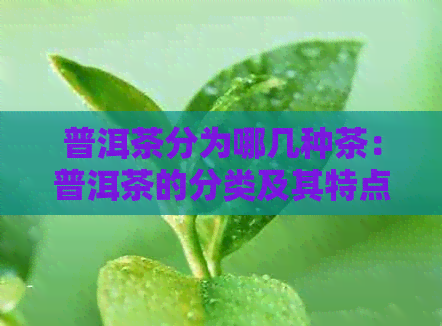 普洱茶分为哪几种茶：普洱茶的分类及其特点