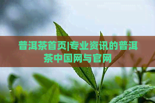 普洱茶首页|专业资讯的普洱茶中国网与官网