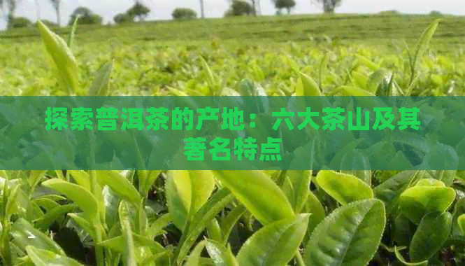 探索普洱茶的产地：六大茶山及其著名特点