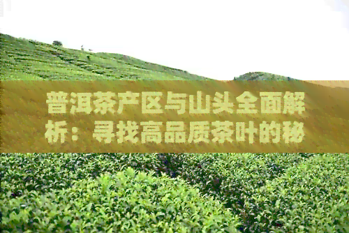 普洱茶产区与山头全面解析：寻找高品质茶叶的秘密之地