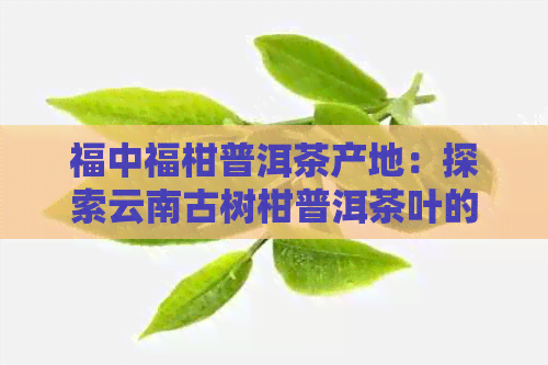 福中福柑普洱茶产地：探索云南古树柑普洱茶叶的魅力与品质