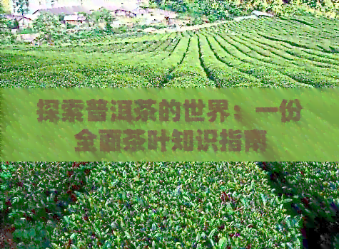 探索普洱茶的世界：一份全面茶叶知识指南