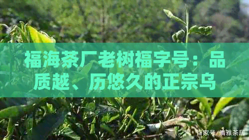 福海茶厂老树福字号：品质越、历悠久的正宗乌龙茶详细介绍与品鉴方法