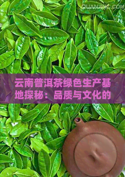 云南普洱茶绿色生产基地探秘：品质与文化的融合