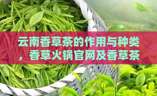 云南香草茶的作用与种类，香草火锅官网及香草茶叶介绍