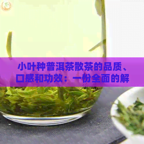 小叶种普洱茶散茶的品质、口感和功效：一份全面的解析