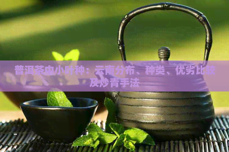 普洱茶中小叶种：云南分布、种类、优劣比较及炒青手法