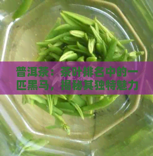 普洱茶：茶叶排名中的一匹黑马，揭秘其独特魅力与品鉴方法