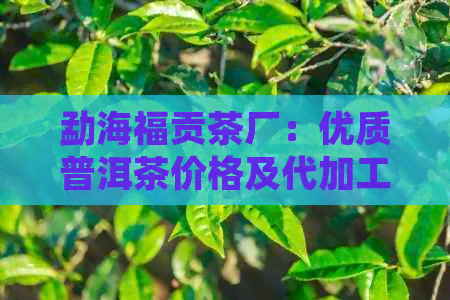 勐海福贡茶厂：优质普洱茶价格及代加工情况