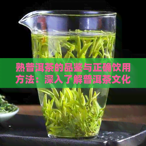 熟普洱茶的品鉴与正确饮用方法：深入了解普洱茶文化