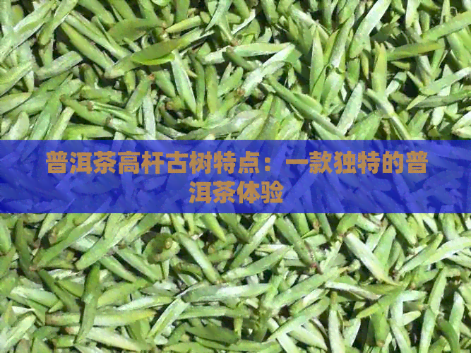 普洱茶高杆古树特点：一款独特的普洱茶体验