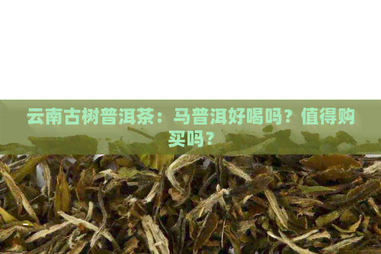 云南古树普洱茶：马普洱好喝吗？值得购买吗？