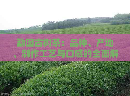 勐囡古树茶：品种、产地、制作工艺与口感的全面解析，如何挑选和品鉴？