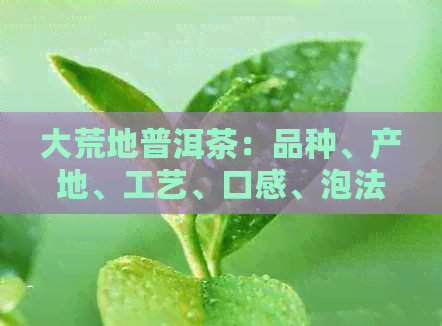 大荒地普洱茶：品种、产地、工艺、口感、泡法等全方位解析与品鉴指南