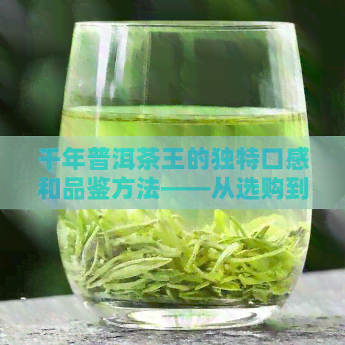 千年普洱茶王的独特口感和品鉴方法——从选购到泡饮的全方位指南