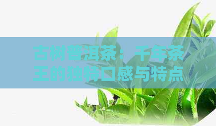 古树普洱茶：千年茶王的独特口感与特点