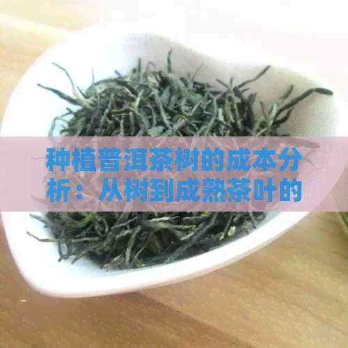 种植普洱茶树的成本分析：从树到成熟茶叶的全过程费用