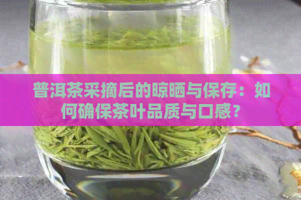 普洱茶采摘后的晾晒与保存：如何确保茶叶品质与口感？