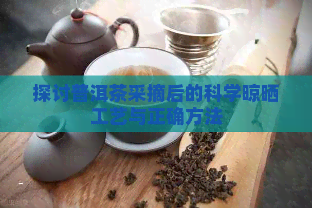 探讨普洱茶采摘后的科学晾晒工艺与正确方法