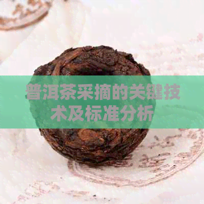 普洱茶采摘的关键技术及标准分析