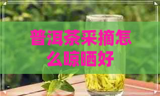 普洱茶采摘怎么晾晒好