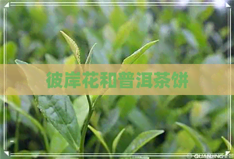 彼岸花和普洱茶饼