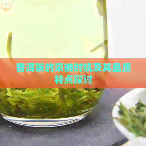 普洱茶的采摘时机及其品质特点探讨