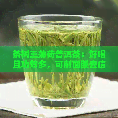 茶树王薄荷普洱茶：好喝且功效多，可制面膜去痘痘。