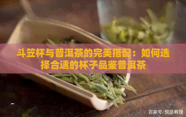 斗笠杯与普洱茶的完美搭配：如何选择合适的杯子品鉴普洱茶