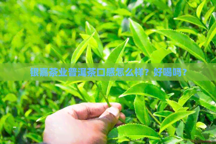 银嘉茶业普洱茶口感怎么样？好喝吗？