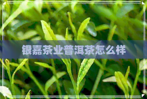 银嘉茶业普洱茶怎么样