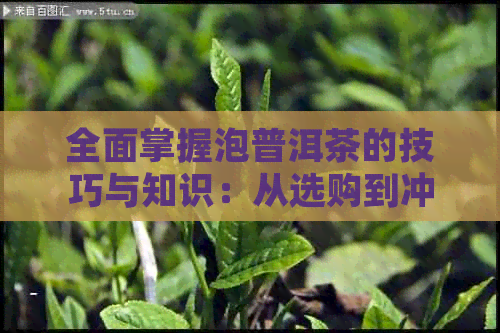 全面掌握泡普洱茶的技巧与知识：从选购到冲泡，你不可错过的茶道全解析