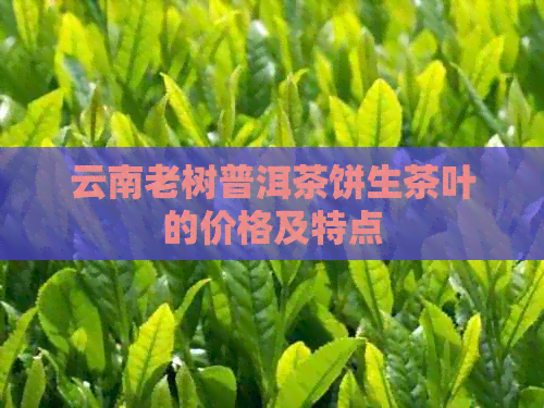 云南老树普洱茶饼生茶叶的价格及特点