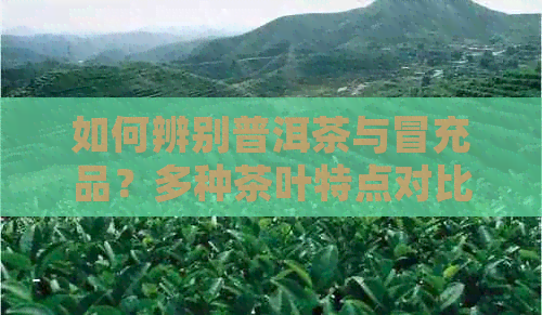 如何辨别普洱茶与冒充品？多种茶叶特点对比解析