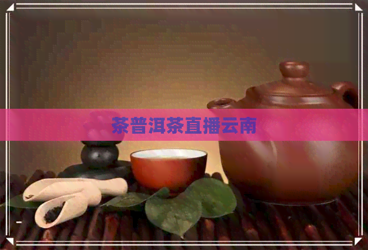 茶普洱茶直播云南