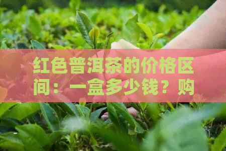 红色普洱茶的价格区间：一盒多少钱？购买渠道与品质对比分析