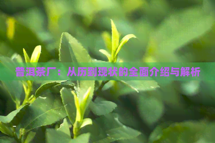 普洱茶厂：从历到现状的全面介绍与解析