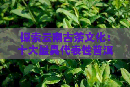 探索云南古茶文化：十大更具代表性普洱茶品种排行榜