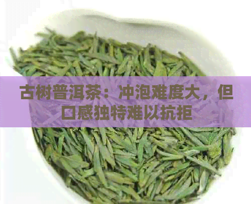 古树普洱茶：冲泡难度大，但口感独特难以抗拒