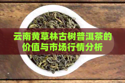 云南黄草林古树普洱茶的价值与市场行情分析