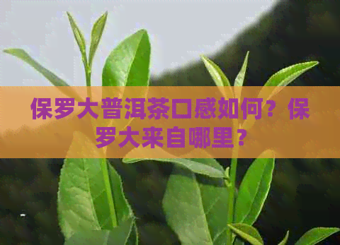 保罗大普洱茶口感如何？保罗大来自哪里？