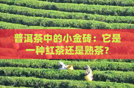 普洱茶中的小金砖：它是一种红茶还是熟茶？