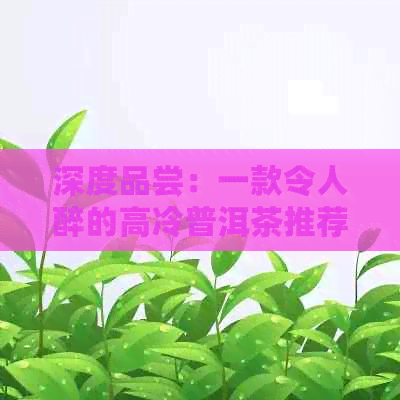 深度品尝：一款令人醉的高冷普洱茶推荐