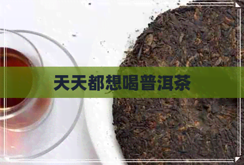 天天都想喝普洱茶