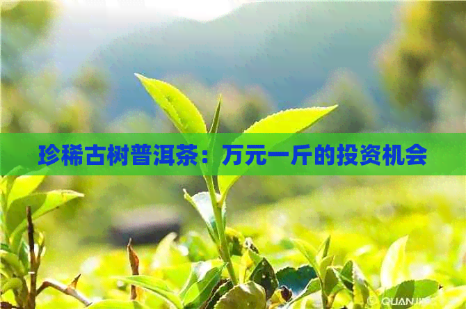 珍稀古树普洱茶：万元一斤的投资机会