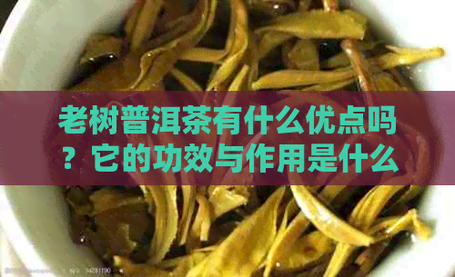 老树普洱茶有什么优点吗？它的功效与作用是什么？