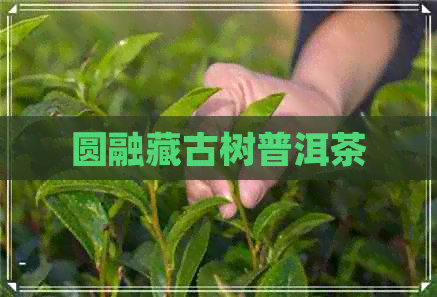 圆融藏古树普洱茶