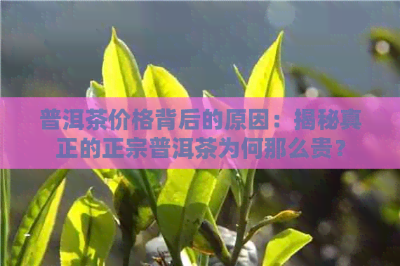 普洱茶价格背后的原因：揭秘真正的正宗普洱茶为何那么贵？