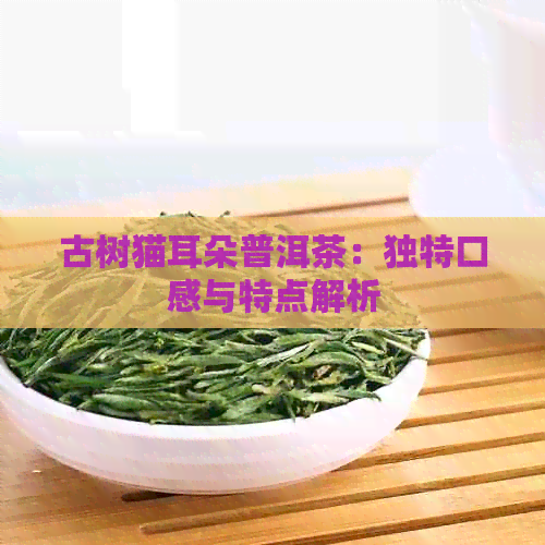 古树猫耳朵普洱茶：独特口感与特点解析